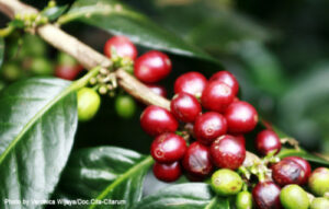 manfaat-minum-kopi