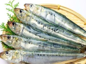 mesin pemisah ikan laut