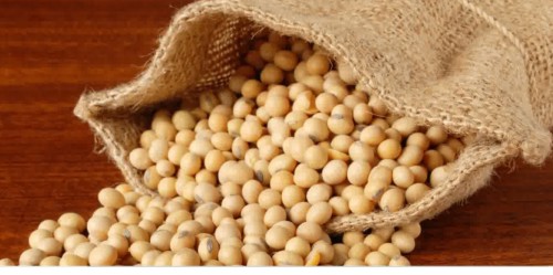 Kacang Kedelai