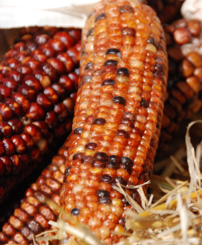 Jagung Kering