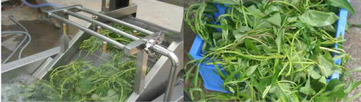 Mesin Cuci Sayur Kapasitas Besar (Air Bubble Vegetable Washer) : SKU-5888 Mesin Cuci Sayur Kapasitas Besar (Air Bubble Vegetable Washer) : SKU-5888