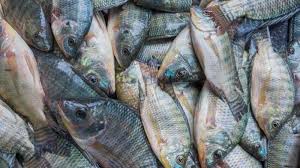 alat pembersih sisik ikan